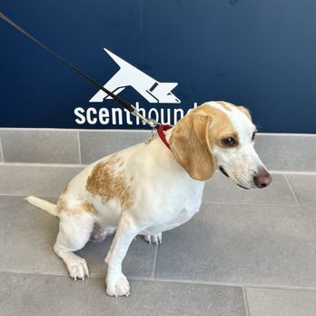 Scenthound Meridian - Remy, all cleaned up! - Pet Groomers Near Me - Meridian, Idaho