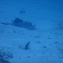 Wet Set Diving Adventures