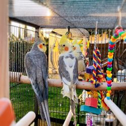 Wes's Pets & Feeds