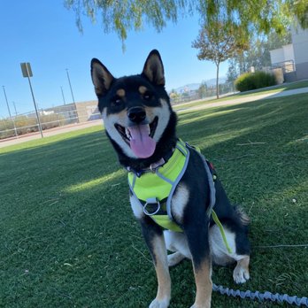 Magic Groomer - It's a wonderful place. The workers are so nice. - Pet Sitting Near Me - Arcadia, California