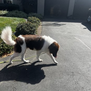 Ruff Cuts Dog Grooming - Feeling like a champ - Pet Groomers Near Me - Atascadero, California Ruff Cuts Dog Grooming - Feeling like a champ - Pet Groomers Near Me - Atascadero, California