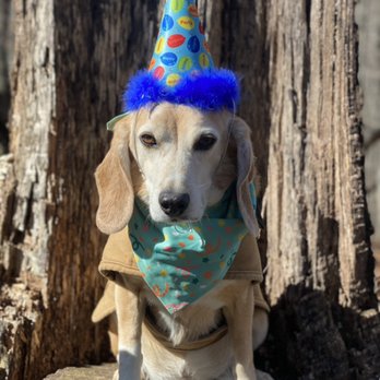 Pawsitive Pet Sitting Services - Danny! - Pet Sitting Near Me Pawsitive Pet Sitting Services - Danny! - Pet Sitting Near Me