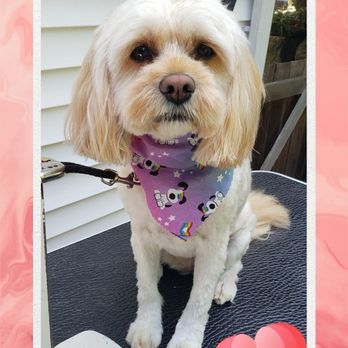 Karma Dog Grooming - Pet Groomers Near Me Karma Dog Grooming - Pet Groomers Near Me