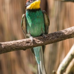 Vogelpark Olching - Wunder schöne Farben