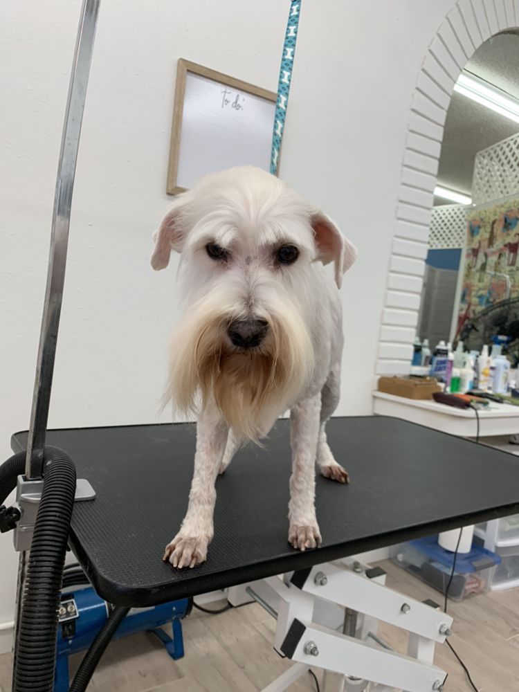 MUDDY PAWZ DOG SPA Updated September 2024 29 Photos 8416 Bowdoin