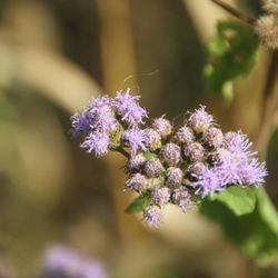 Katy Lynn Distillery - Wildflowers are everywhere on the vineyard