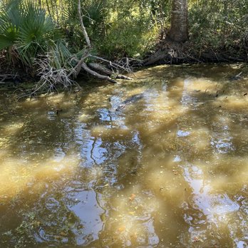 Jean Lafitte Swamp Tour - Boat Tours Near Me - Marrero, Louisiana