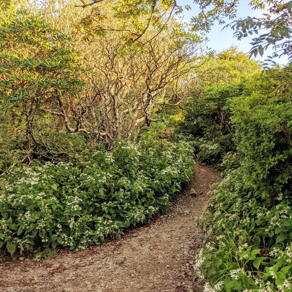 Craggy Gardens - Craggy Pinnacle | Instagram: @telephonesmoothie - Hiking Near Me - Black Mountain, North Carolina Craggy Gardens - Craggy Pinnacle | Instagram: @telephonesmoothie - Hiking Near Me - Black Mountain, North Carolina