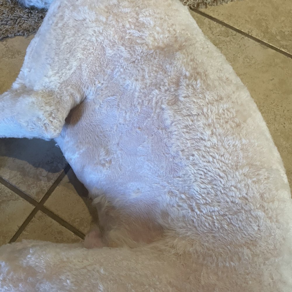 Resa's K-9 Salon - Uneven and too close to the skin - Pet Groomers Near Me - Lubbock, Texas Resa's K-9 Salon - Uneven and too close to the skin - Pet Groomers Near Me - Lubbock, Texas