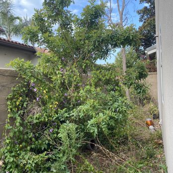 Premium Tree Care - Before - Tree Services Near Me