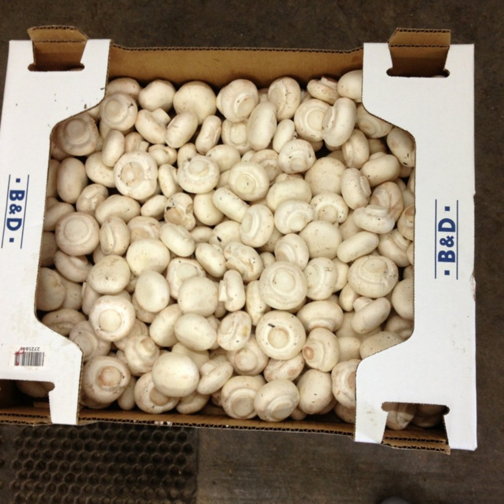 TOP 10 BEST Mushroom Farm in Tracy, CA - Updated 2026 - Yelp