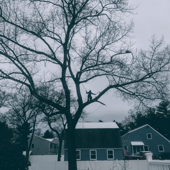 Freedom Tree - Tree Services Near Me