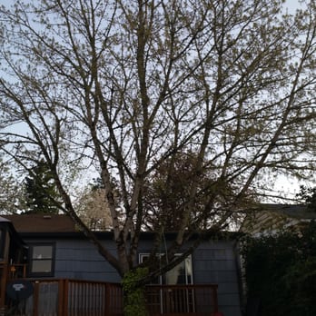 Spiral Tree - Before and after.. Thanks Again! - Tree Services Near Me Spiral Tree - Before and after.. Thanks Again! - Tree Services Near Me