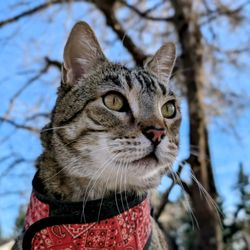 Animal Assisted Therapy Program of Colorado