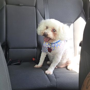 Central Bark Spring - Pet Groomers Near Me - Spring, Texas Central Bark Spring - Pet Groomers Near Me - Spring, Texas