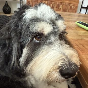 Fur-Ever Friends Paw Spa - Our Pup - Pet Groomers Near Me Fur-Ever Friends Paw Spa - Our Pup - Pet Groomers Near Me