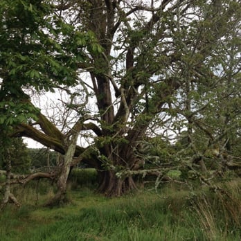Lough Key Forest and Activity Park - Active Life Near Me Lough Key Forest and Activity Park - Active Life Near Me