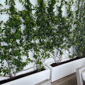 Terrariums For All - Jasmine Trellis - Landscaping Near Me - Miami, Florida Terrariums For All - Jasmine Trellis - Landscaping Near Me - Miami, Florida
