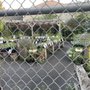 Photo of Xera Plants Shop