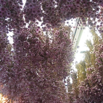 Bloemenmarkt - Florists Near Me - Amsterdam, New Hampshire Bloemenmarkt - Florists Near Me - Amsterdam, New Hampshire