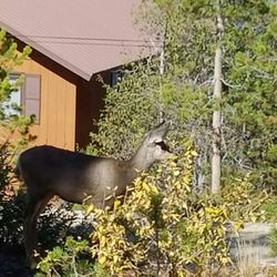 Grand Mountain Rentals