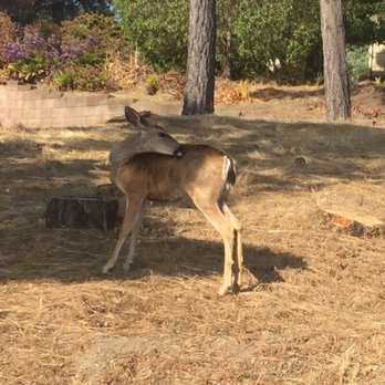 The Sow's Ear - Oh, deer. - Cafes Near Me - Cambria, California The Sow's Ear - Oh, deer. - Cafes Near Me - Cambria, California