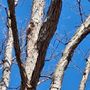 Photo of Wood wizards tree & arboriculture