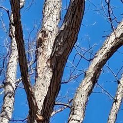 Wood wizards tree & arboriculture - These 2 lower limbs weren't removed and were noted on the original invoice that I signed.