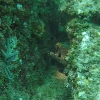 Blue Nation - Scuba Diving Near Me - Loreto, BCS Blue Nation - Scuba Diving Near Me - Loreto, BCS