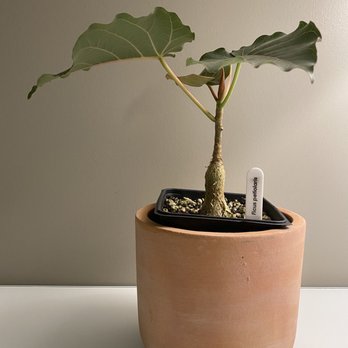 Leaf and Spine - Ficus Petiolaris - Home & Garden Near Me - Los Angeles, California