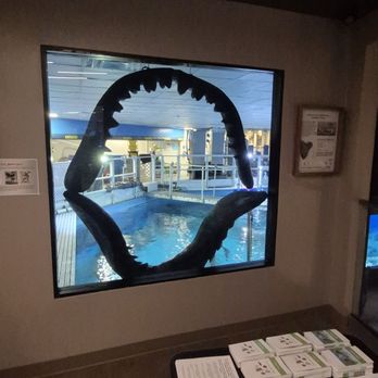Jenkinson's Aquarium - Shark jaw - Aquariums Near Me - Point Pleasant Beach, New Jersey Jenkinson's Aquarium - Shark jaw - Aquariums Near Me - Point Pleasant Beach, New Jersey