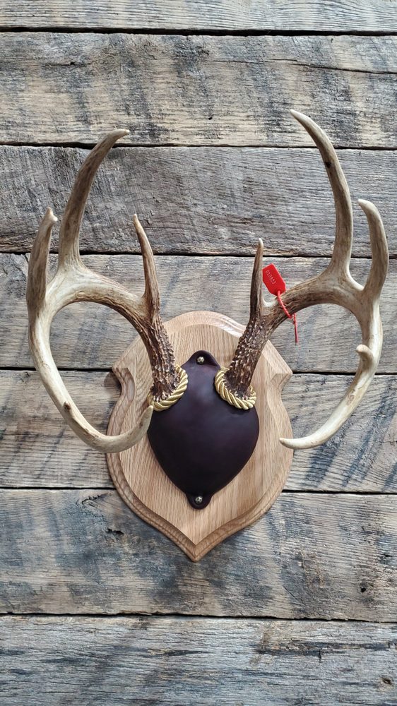 Cutchins Trail Taxidermy - taxidermy in White Hall, MD