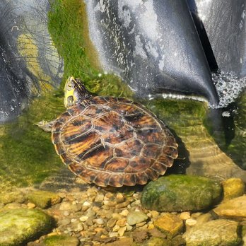 HerpaDerp Reptile Rescue - One of our Turtle wards - Animal Shelters Near Me HerpaDerp Reptile Rescue - One of our Turtle wards - Animal Shelters Near Me