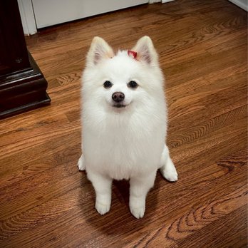 PetSmart - Mollys groomer was Rose - Pet Stores Near Me - Alhambra, California PetSmart - Mollys groomer was Rose - Pet Stores Near Me - Alhambra, California