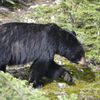 Yellowstone Wolf Tracker gift card