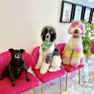 Dogue Spa - The Coolest Dog Grooming Salon by null