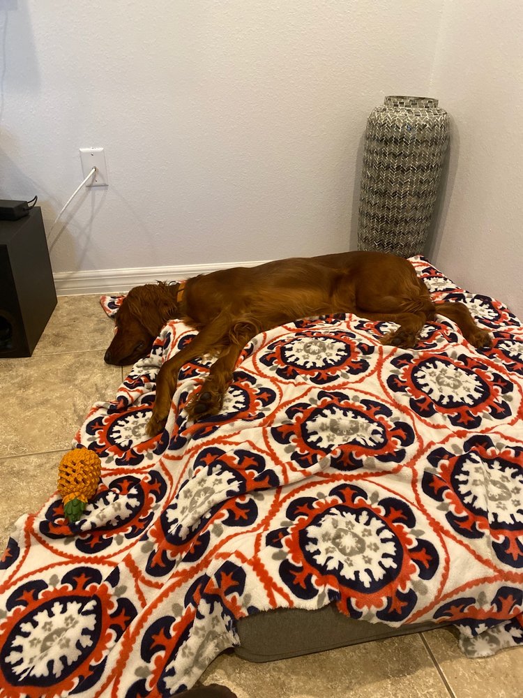 DOGTOPIA OF WESTCHASE Updated August 2024 18 Photos & 24 Reviews