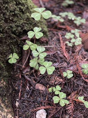 Armstrong Redwoods State Natural Reserve by null