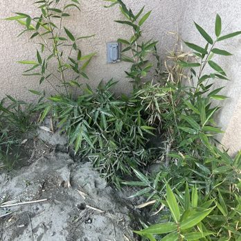CC Tree Care - Bamboo infestation on side of house (against the wall) - Tree Services Near Me