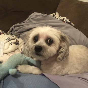 PetSmart - She's not happy - Pet Groomers Near Me - Torrance, California