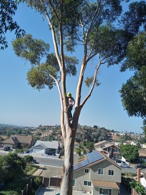 Tree Care - Mateo Diego - Tree Care - Mateo Diego Tree Care - Mateo Diego - Tree Care - Mateo Diego