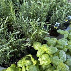 MainStreet Libertyville Farmers Market - Fresh herbs 3 for $20