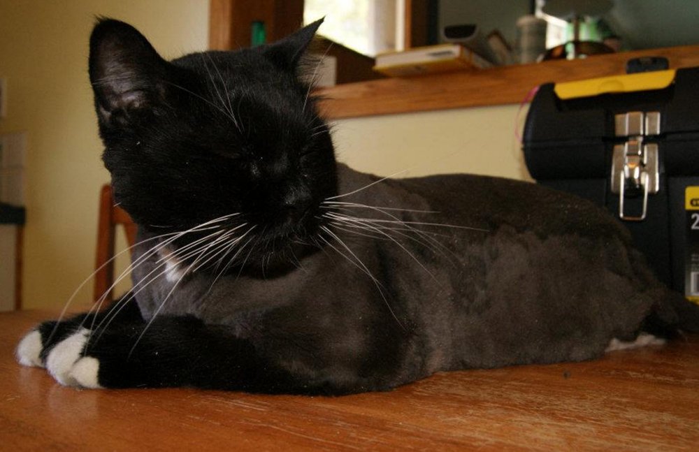 DOGGY STYLES PET GROOMING Updated August 2024 18 Photos Weyburn, Saskatchewan Pet