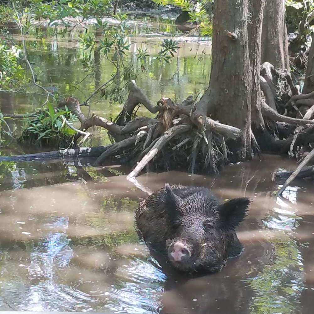 Pearl River Swamp Tours - Boar in the swamp - Tours Near Me - Slidell, Louisiana Pearl River Swamp Tours - Boar in the swamp - Tours Near Me - Slidell, Louisiana