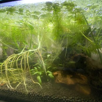 Concord Aquarium - Local Fish Stores Near Me - Concord, California