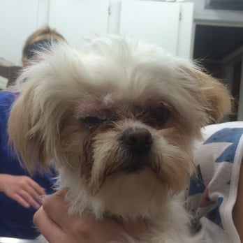 Austin's Paw Spa - This is how I found my dog at the vet. Cuts on both eye lids & super glue in the right eye. I was not aware of the extent of abuse done. - Dog Walkers Near Me - Joplin, Missouri Austin's Paw Spa - This is how I found my dog at the vet. Cuts on both eye lids & super glue in the right eye. I was not aware of the extent of abuse done. - Dog Walkers Near Me - Joplin, Missouri