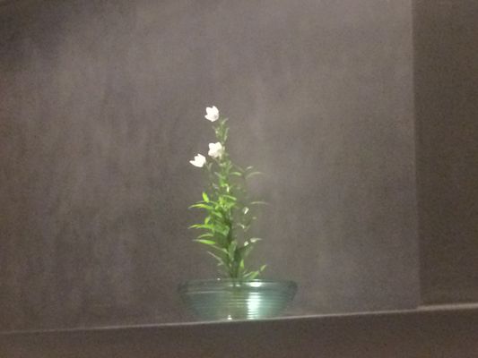 宮坂 Miyasaka by null