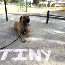 All Around K9 Training - Dog training