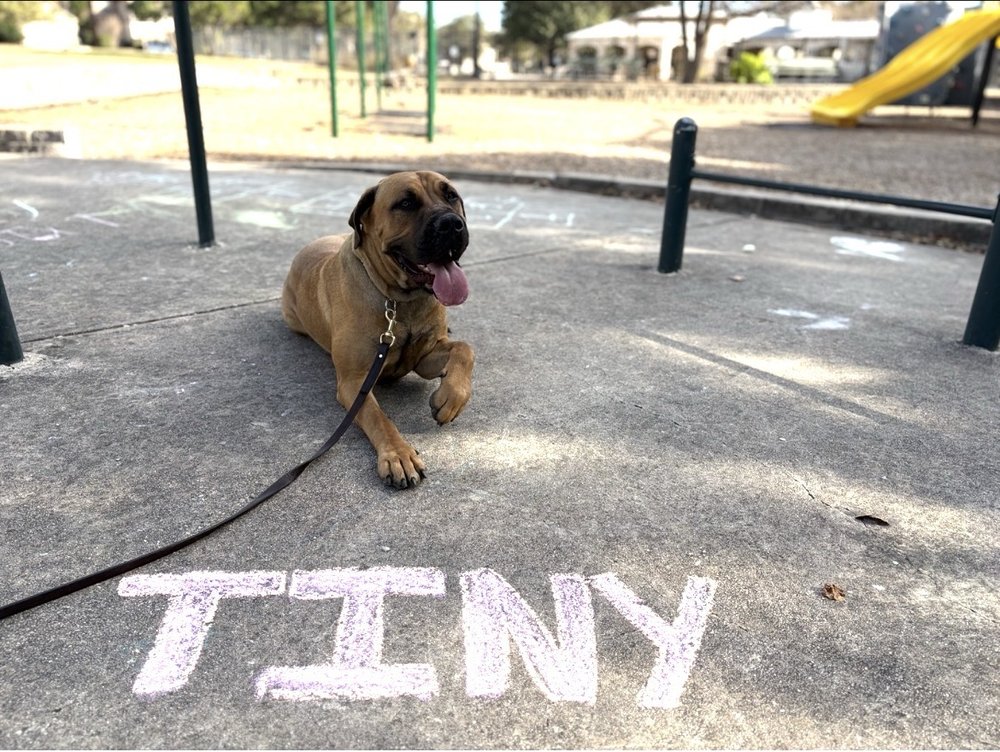 All Around K9 Training - pet boarding facility in San Antonio, TX