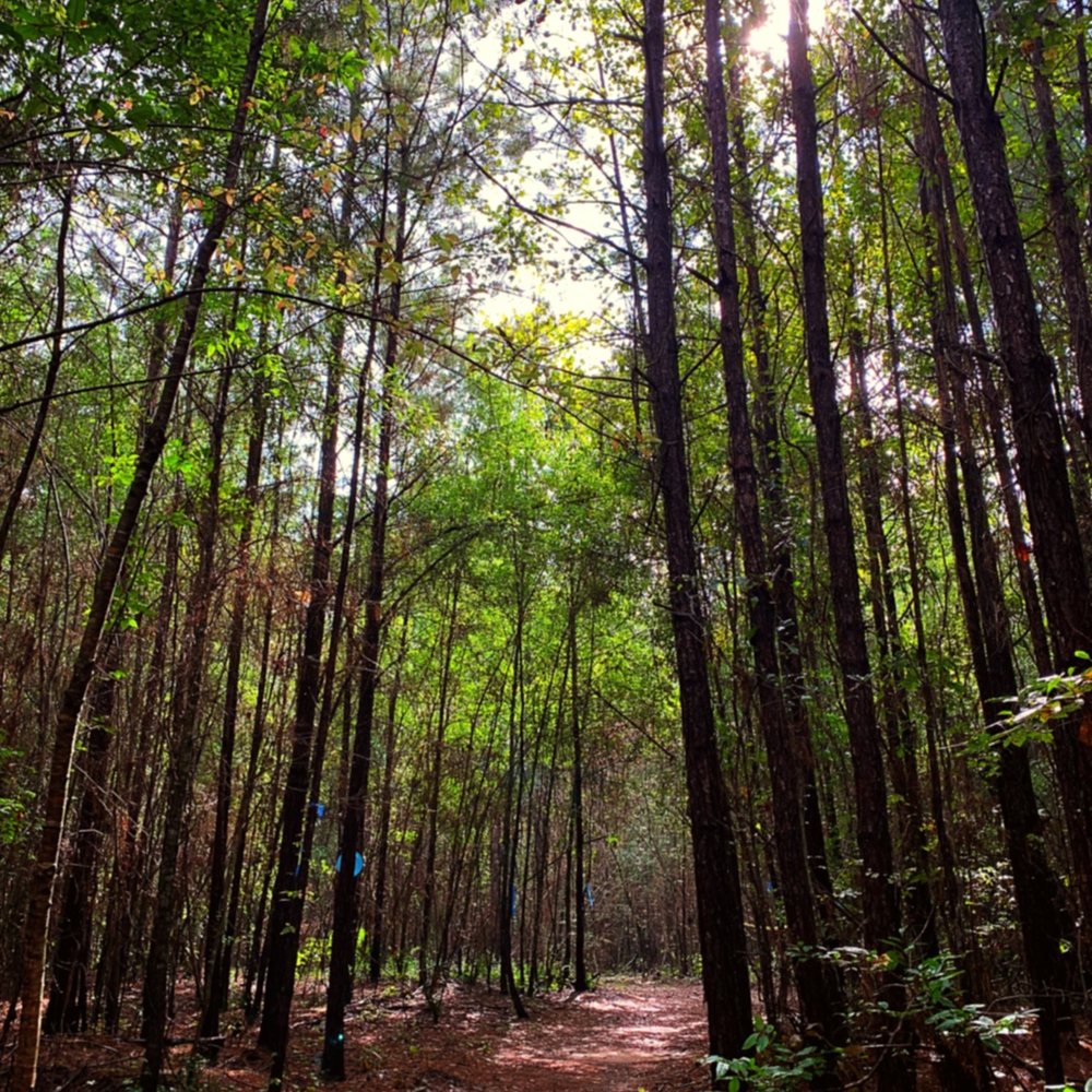 Clarkco State Park - Hiking trail on scenic road - Parks Near Me - Quitman, Mississippi